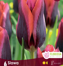 Tulip Triumph - Per Bulb - Slawa