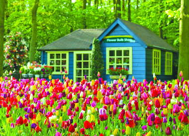 Tulip