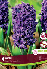 Hyacinth - Per Bulb - Aida