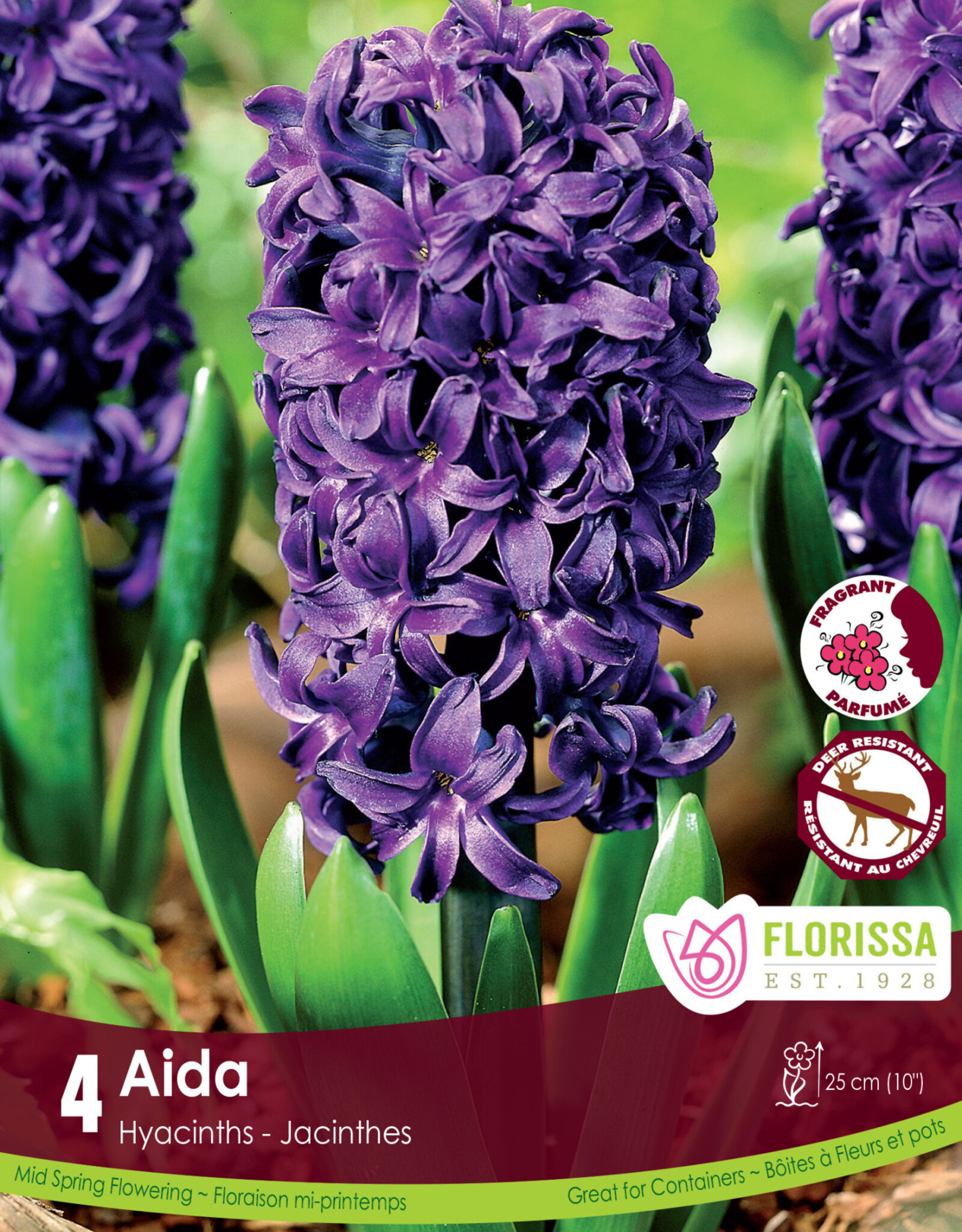 Hyacinth - Per Bulb - Aida