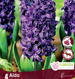 Hyacinth - Per Bulb - Aida