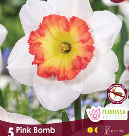 Narcissus (Daffodil) - Per Bulb - Pink Bomb