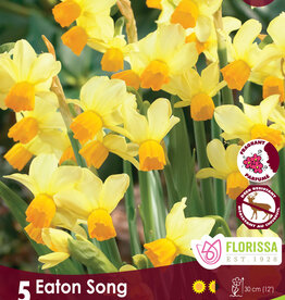 Narcissus (Daffodil)- Per Bulb - Eaton Song - 12 inch Ht.