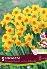 Narcissus (Daffodil) - Per Bulb - Falconette Tops - 14 inch Ht.