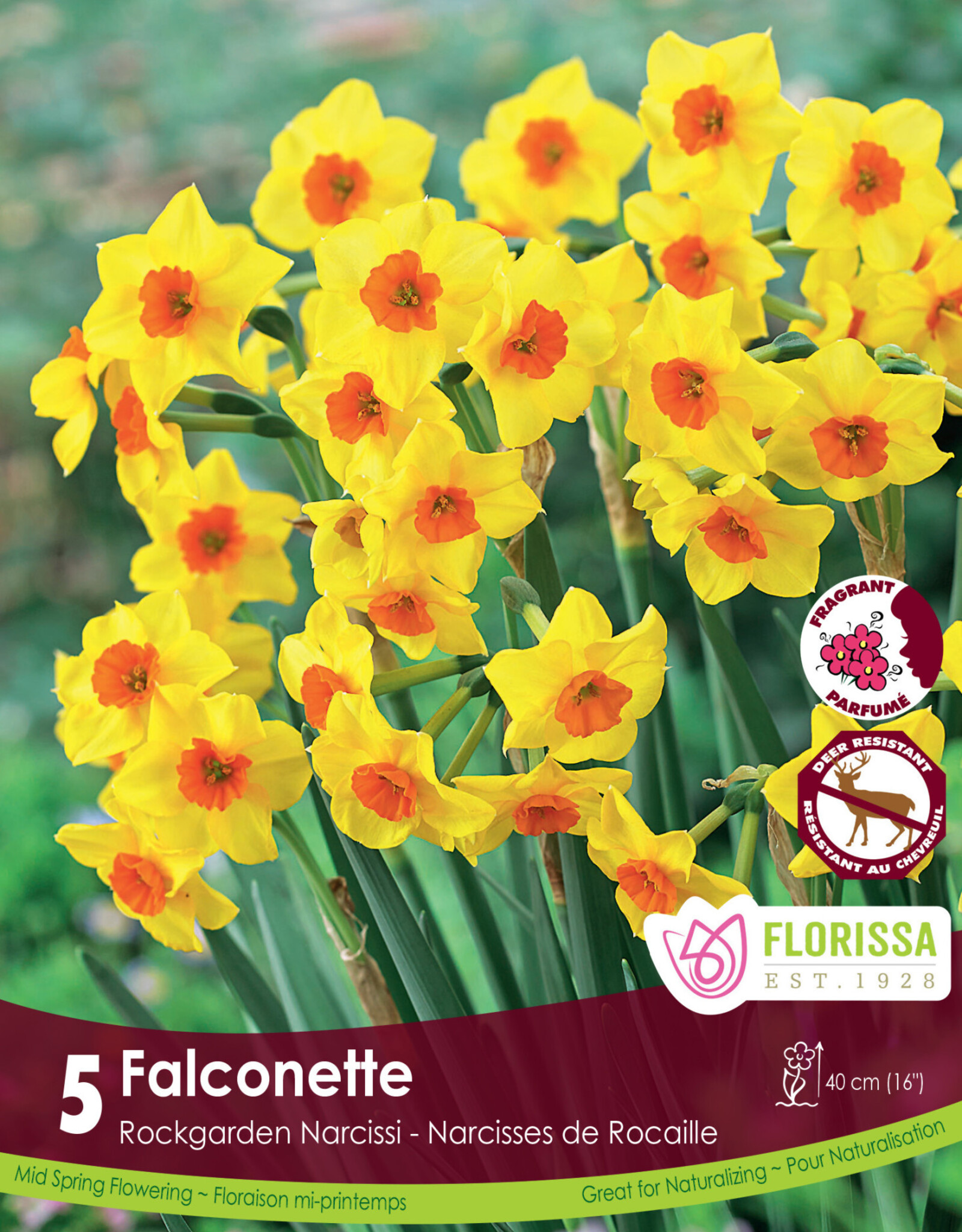 Narcissus (Daffodil) - Per Bulb - Falconette Tops - 14 inch Ht.