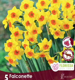 Narcissus (Daffodil) - Per Bulb - Falconette Tops - 14 inch Ht.