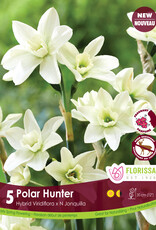 Narcissus (Daffodil) - Per Bulb - Polar Hunter - 12 inch Ht.