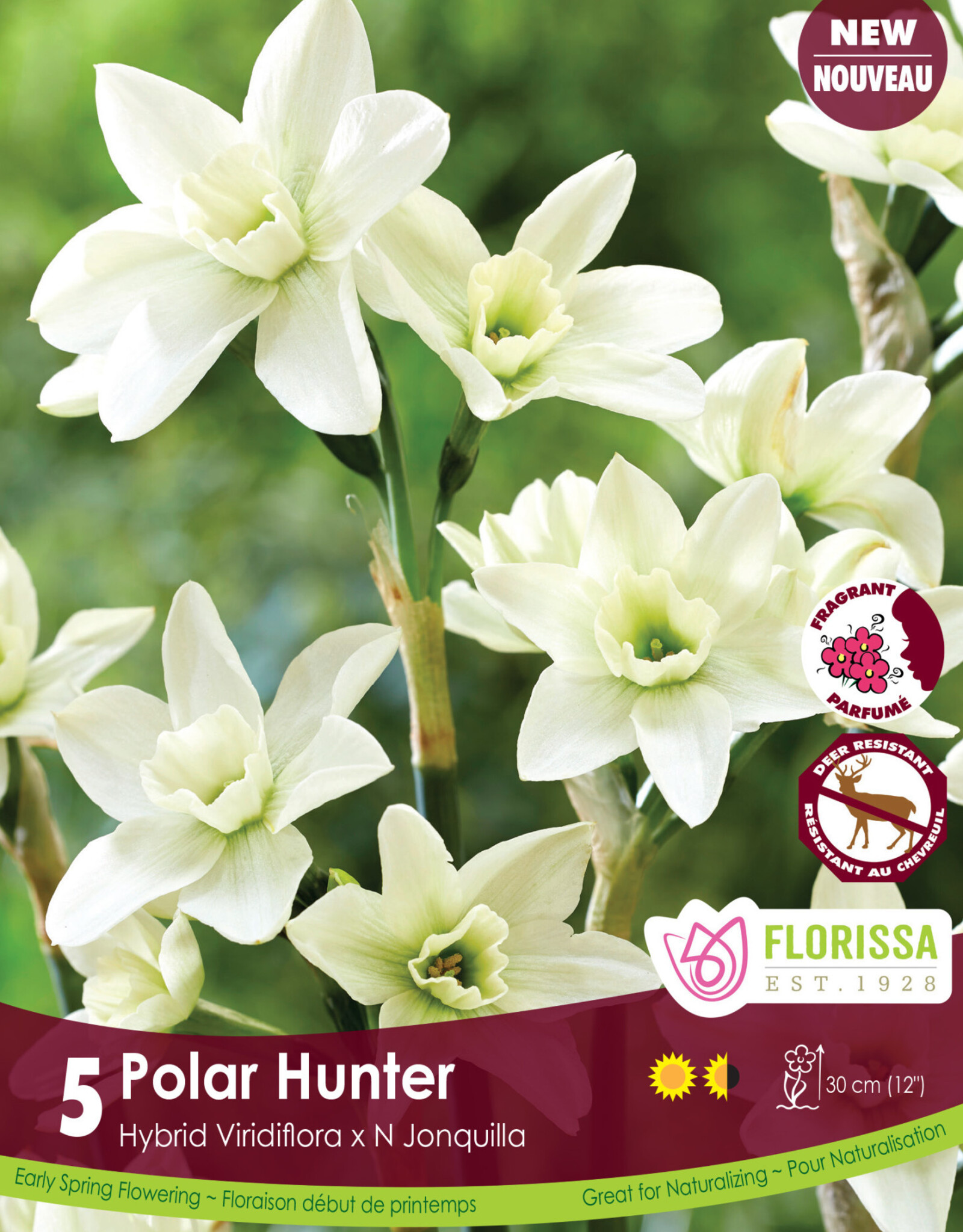 Narcissus (Daffodil) - Per Bulb - Polar Hunter - 12 inch Ht.
