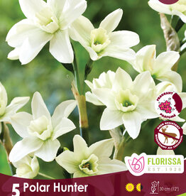 Narcissus (Daffodil) - Per Bulb - Polar Hunter - 12 inch Ht.