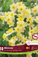 Narcissus (Daffodil) - Per Bulb - Minnow Tops - 10 inch Ht.