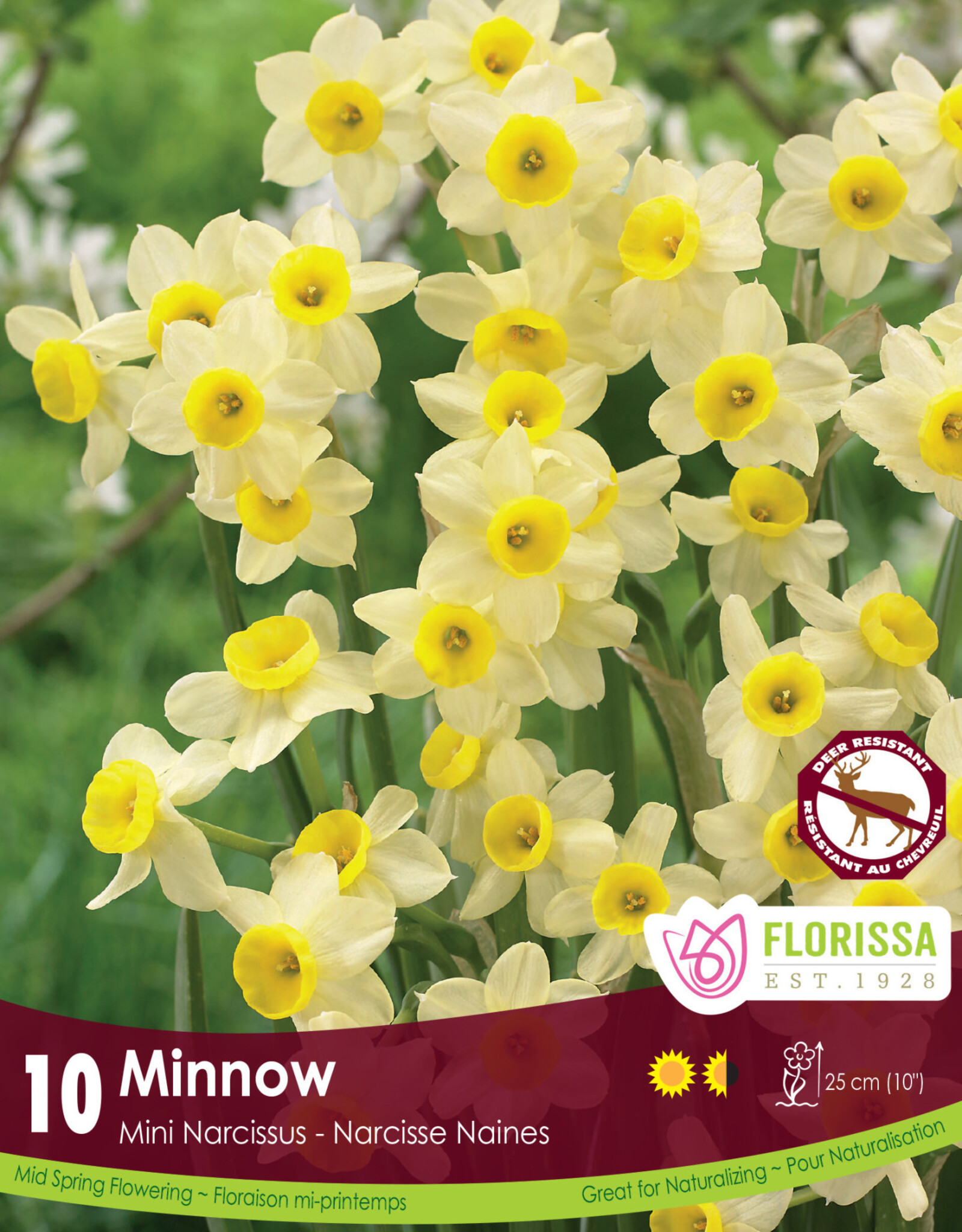 Narcissus (Daffodil) - Per Bulb - Minnow Tops - 10 inch Ht.