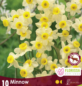 Narcissus (Daffodil) - Per Bulb - Minnow Tops - 10 inch Ht.