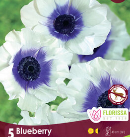 Anemone - Per Bulb - Rainbow Blueberry