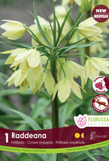 Fritillaria - Per Bulb - Raddeana