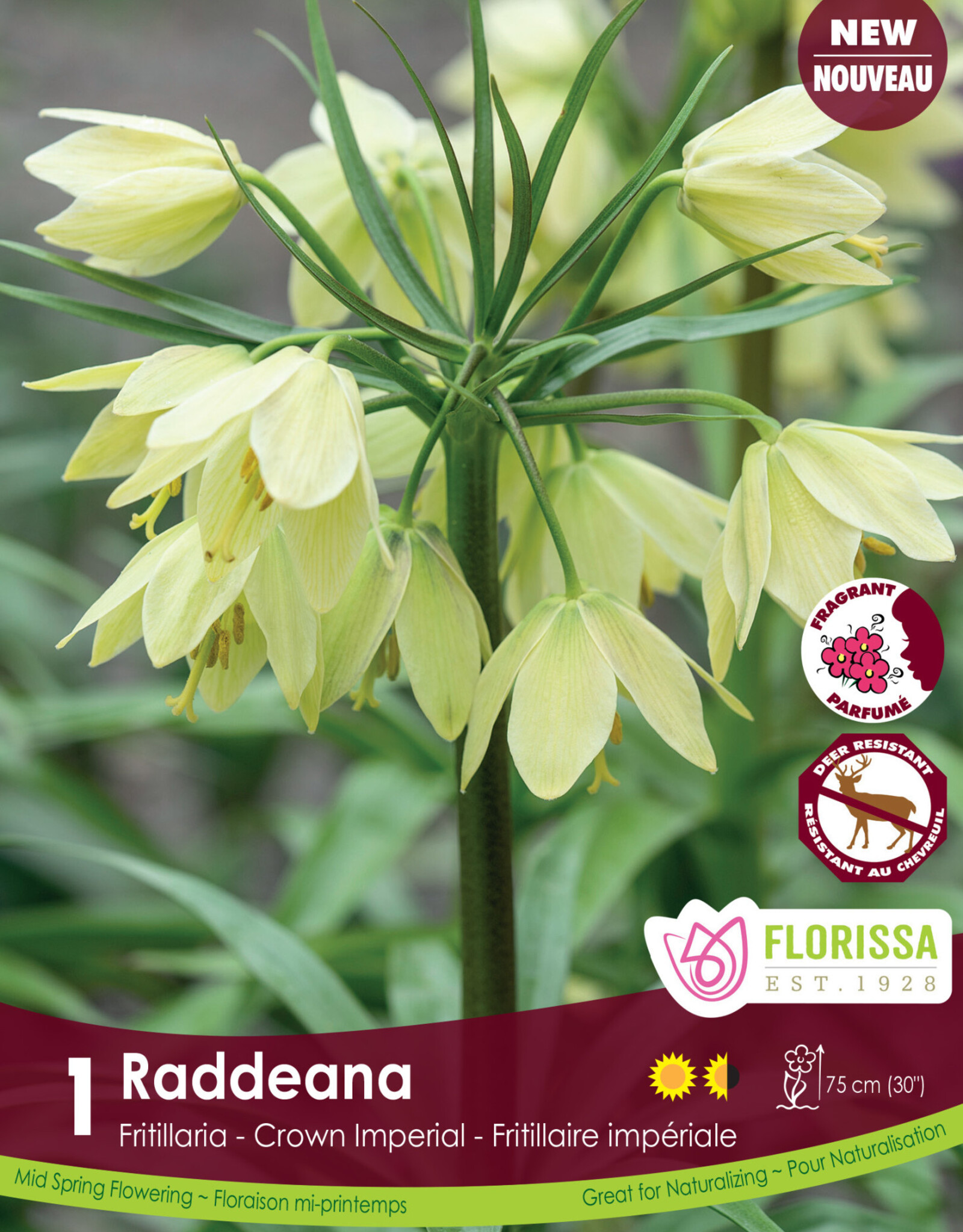 Fritillaria - Per Bulb - Raddeana