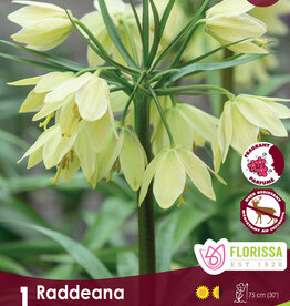 Fritillaria - Per Bulb - Raddeana