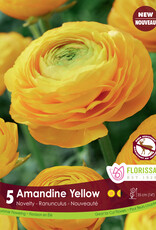 Ranunculus - Per Bulb - Amandine Yellow