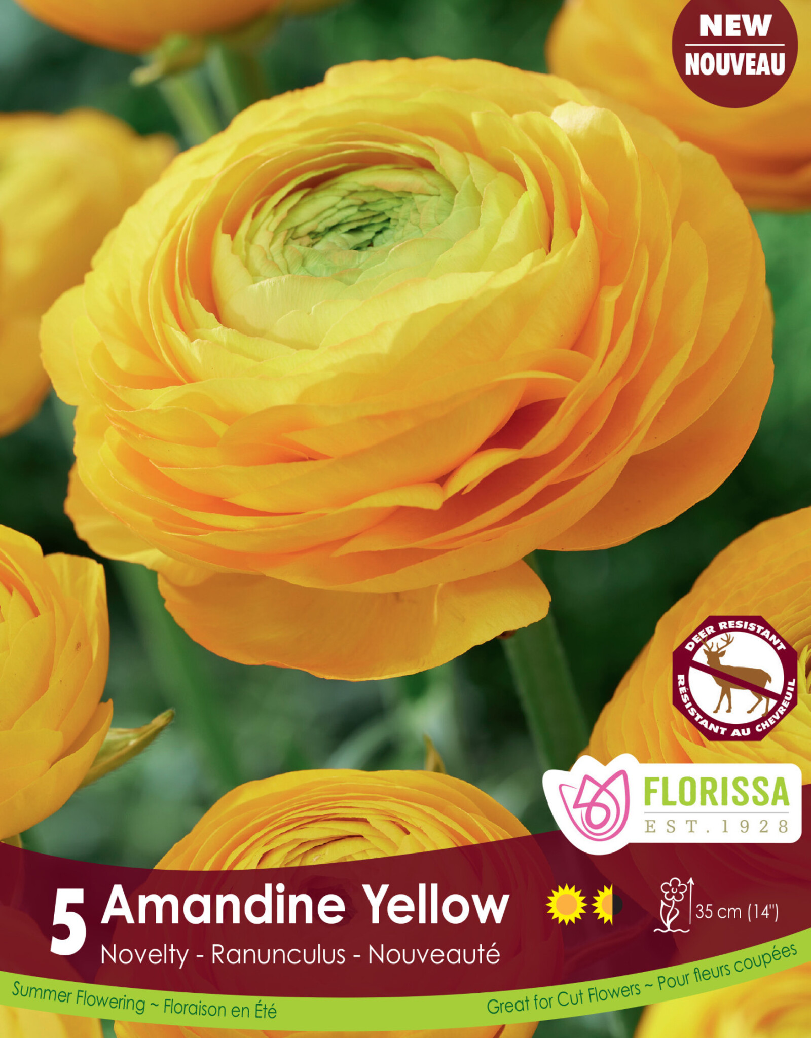 Ranunculus - Per Bulb - Amandine Yellow