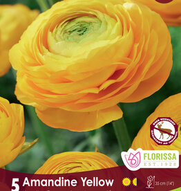 Ranunculus - Per Bulb - Amandine Yellow