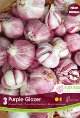 Garlic - Hardneck - Per Bulb - Purple Glazer