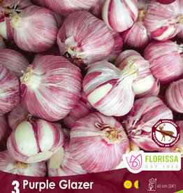 Garlic - Hardneck - Per Bulb - Purple Glazer