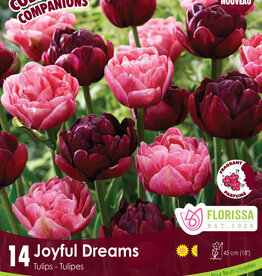 Companion Joyful Dreams pkg 14