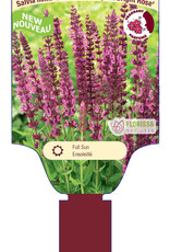 Sage - Salvia - Sensation Compact Bright Rose 1gal