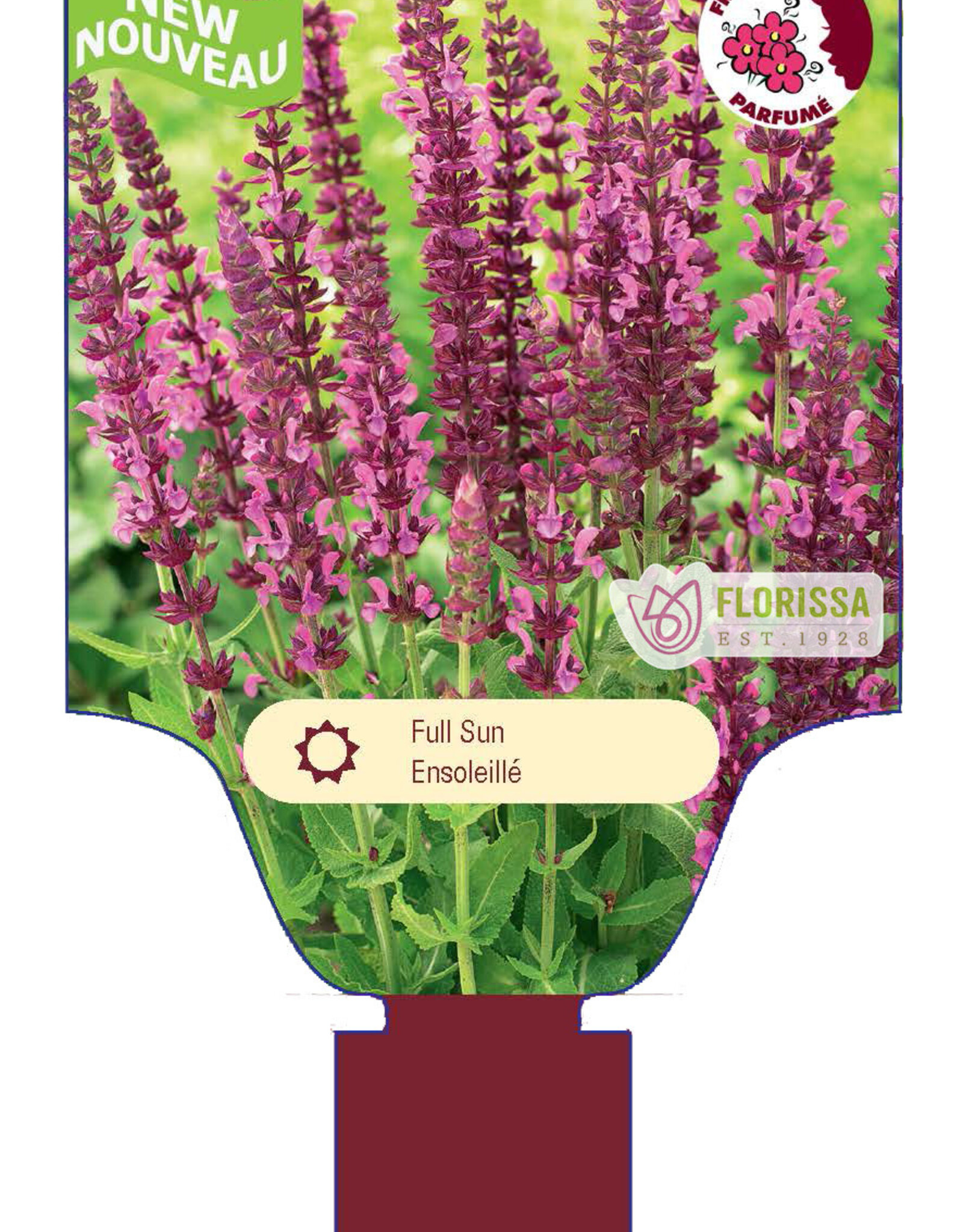 Sage - Salvia - Sensation Compact Bright Rose 1gal