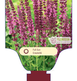 Sage - Salvia - Sensation Compact Bright Rose 1gal