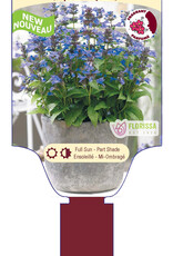 Catmint - Nepeta - Neptune 1gal
