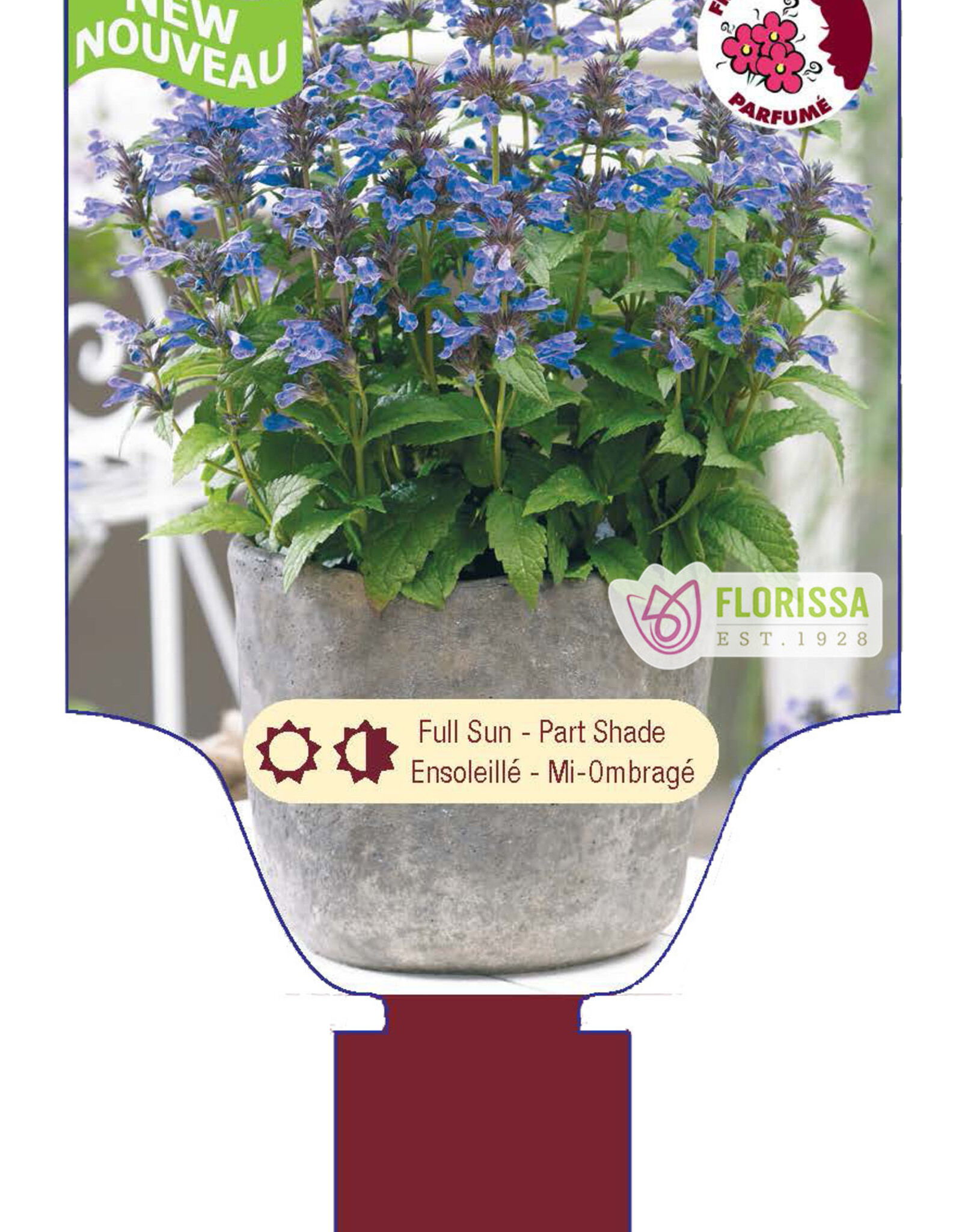 Catmint - Nepeta - Neptune 1gal