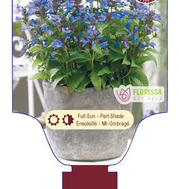 Catmint - Nepeta - Neptune 1gal