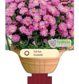 Aster Woods Pink 1gal