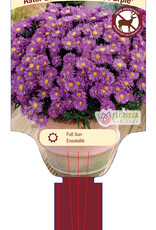 Aster Woods Purple  1gal