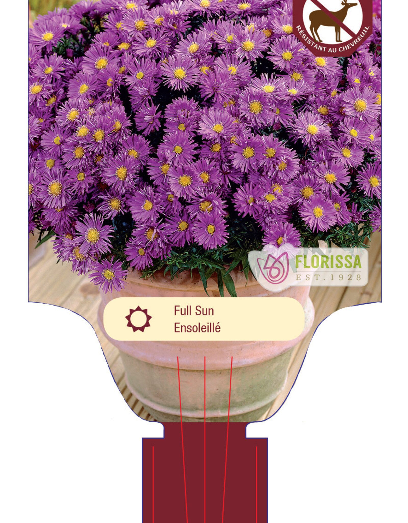 Aster Woods Purple  1gal