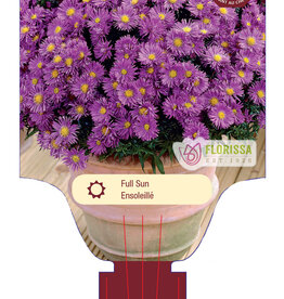 Aster Woods Purple  1gal