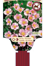 Anemone Japanese Robustissima 1gal