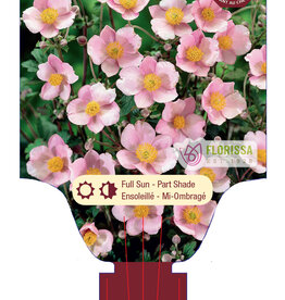 Anemone Japanese Robustissima 1gal