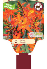 Crocosmia Prince of Orange -Single 1gal