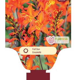 Crocosmia Prince of Orange -Single 1gal