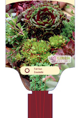Sempervivum - Hens and Chicks - 4inch