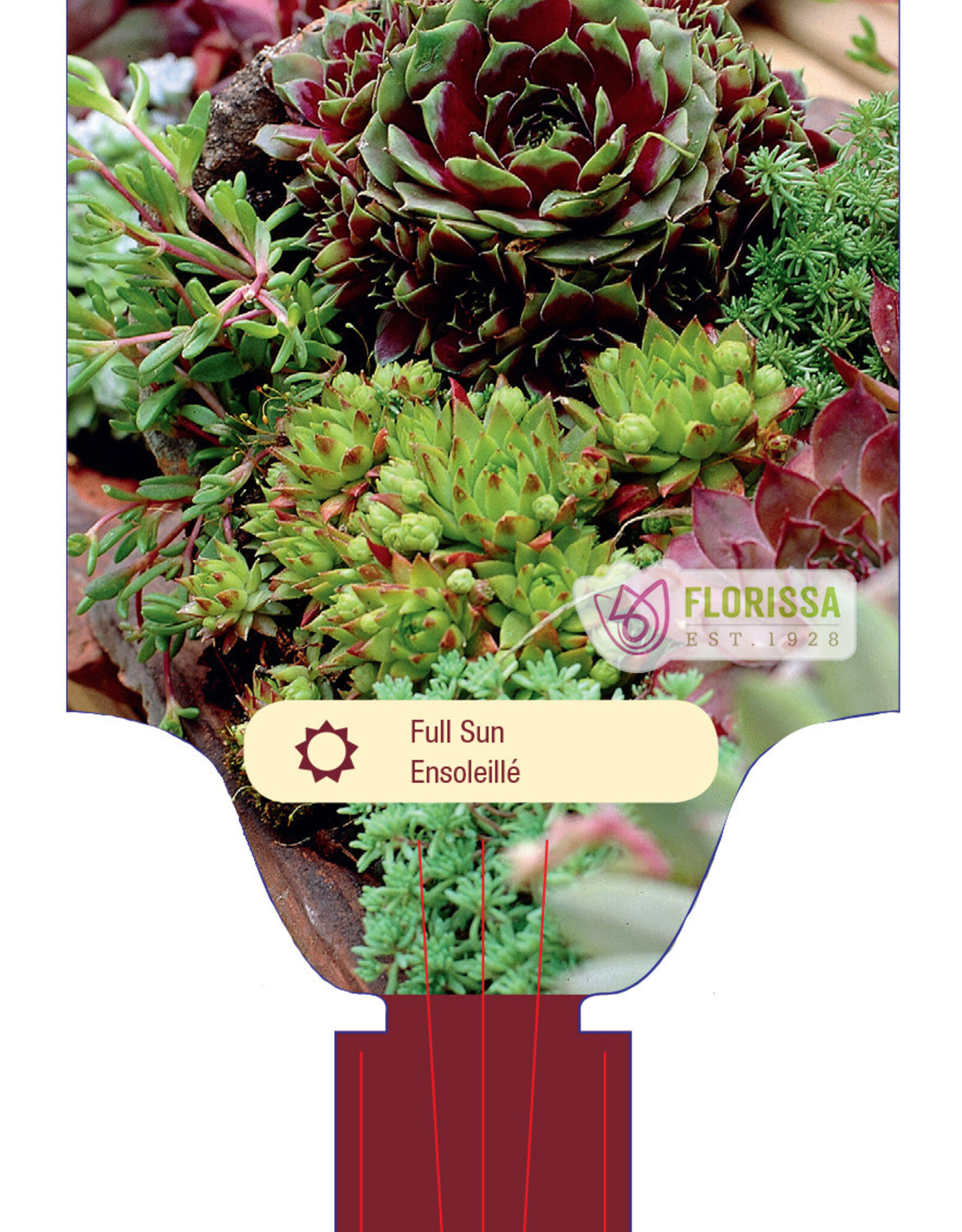 Sempervivum - Hens and Chicks - 4inch