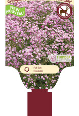 Gypsophylla - Babys Breath - Festival Pink Lady 1gal