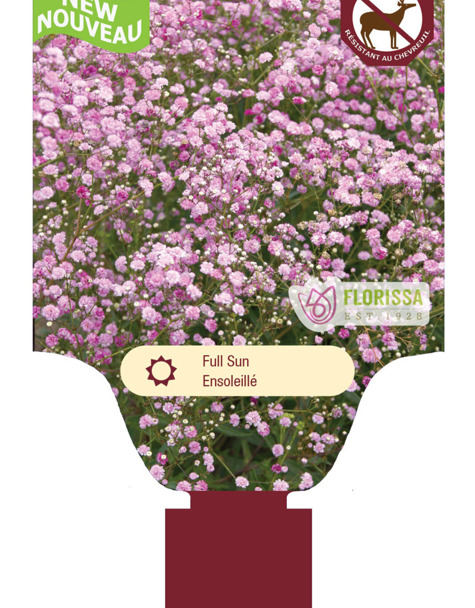 Gypsophylla - Babys Breath - Festival Pink Lady 1gal