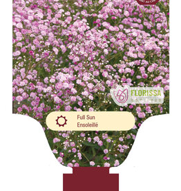 Gypsophylla - Babys Breath - Festival Pink Lady 1gal