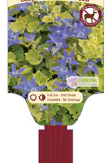 Bellflower - Campanula - Dickson Gold 1gal