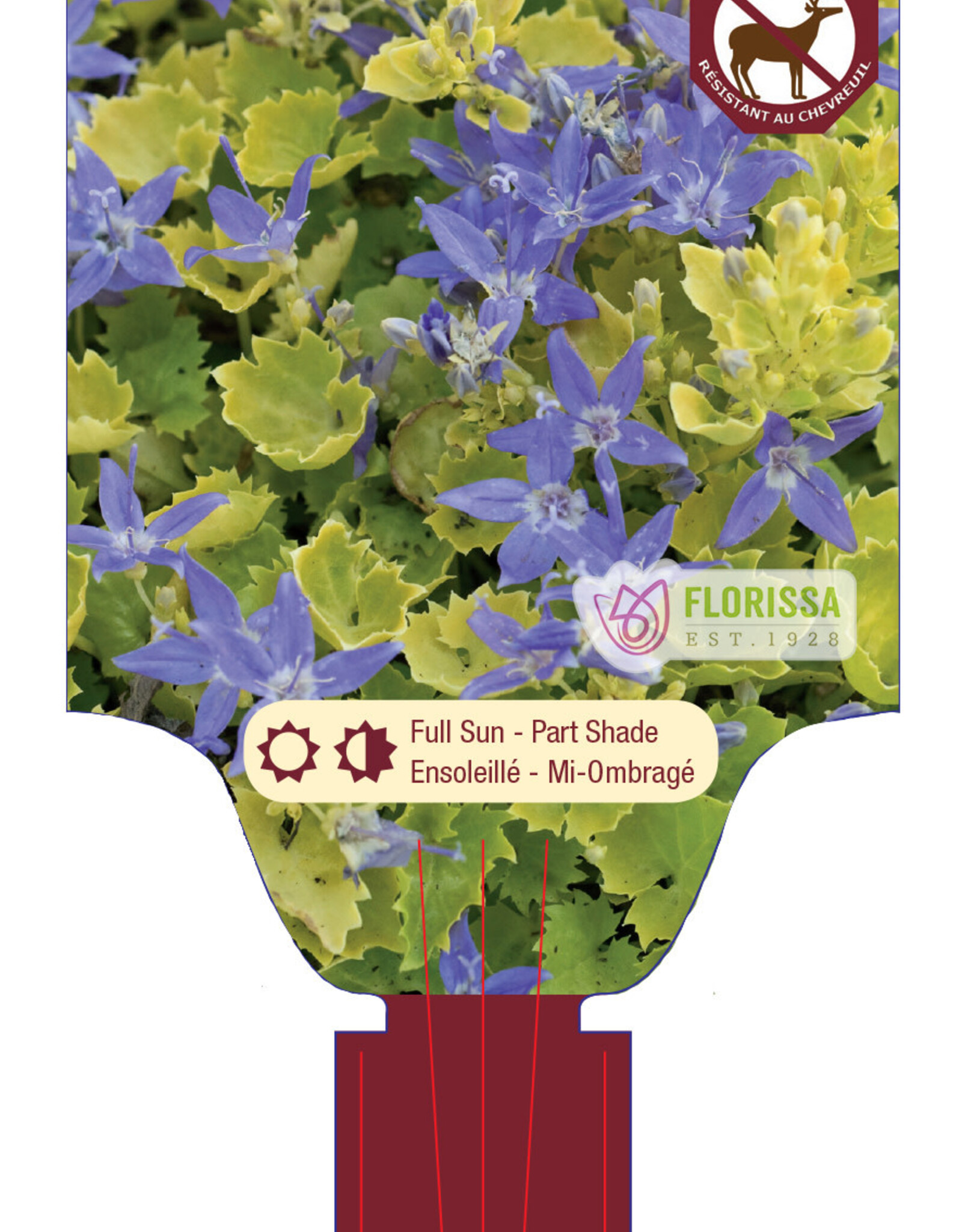 Bellflower - Campanula - Dickson Gold 1gal