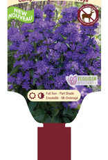 Bellflower - Campanula - Freya 1gal