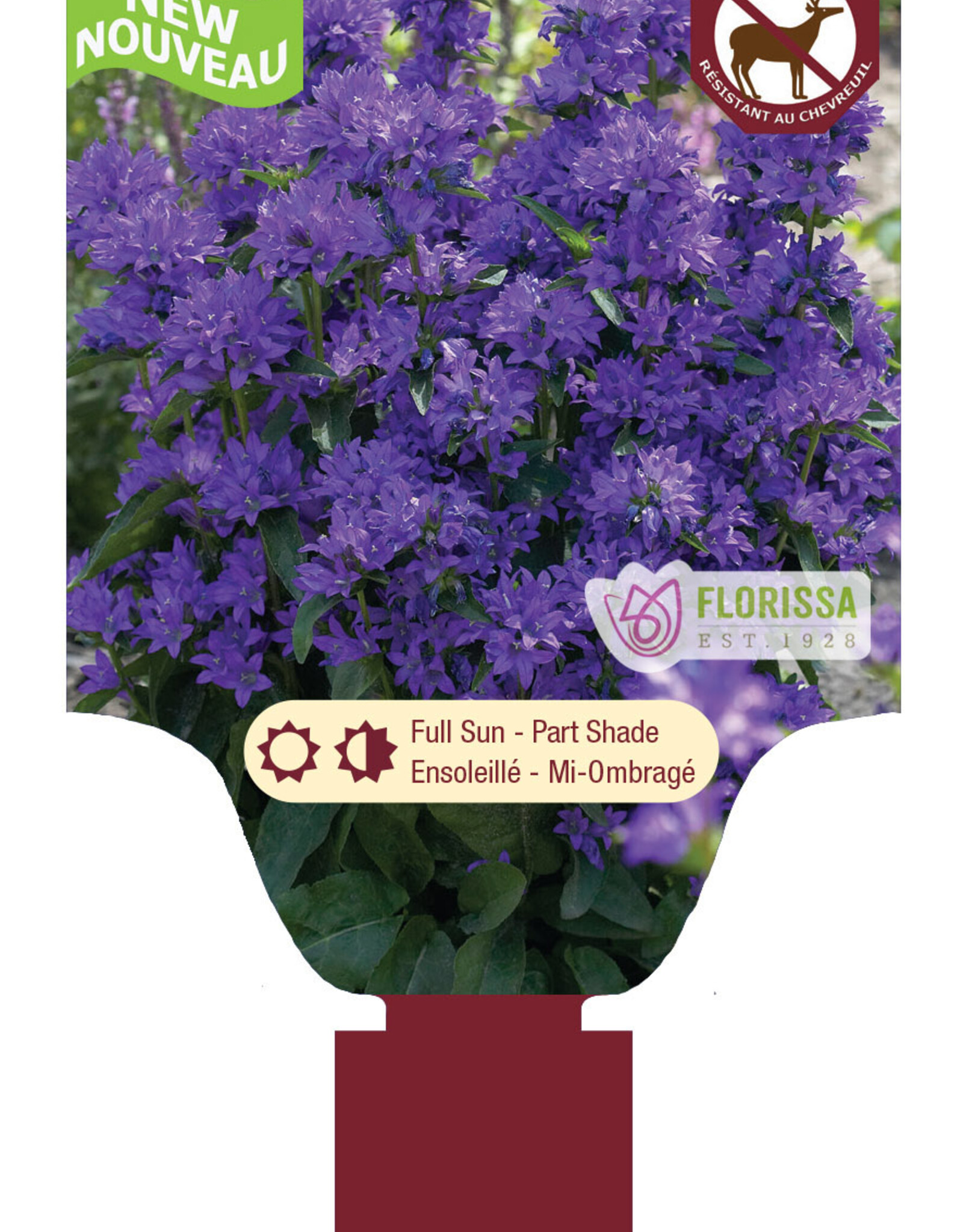 Bellflower - Campanula - Freya 1gal