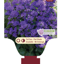 Bellflower - Campanula - Freya 1gal